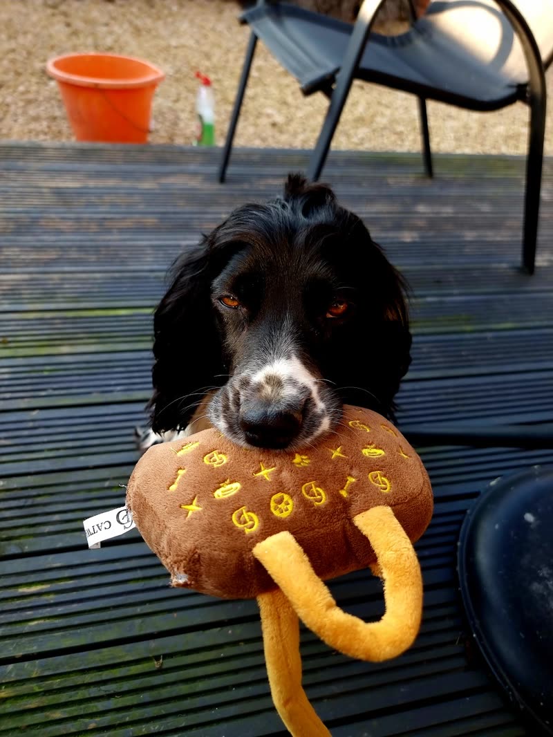 A black and white spaniel on decking holding a large orange ring toy in its mouth
