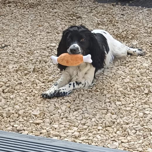 A springer spaniel lying on gravel chewing an orange bone-shaped plush toy